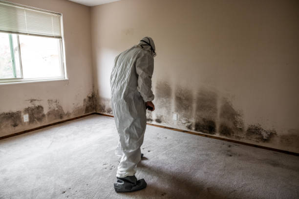 Environmental Consulting for Mold Prevention in Mill Valley, CA